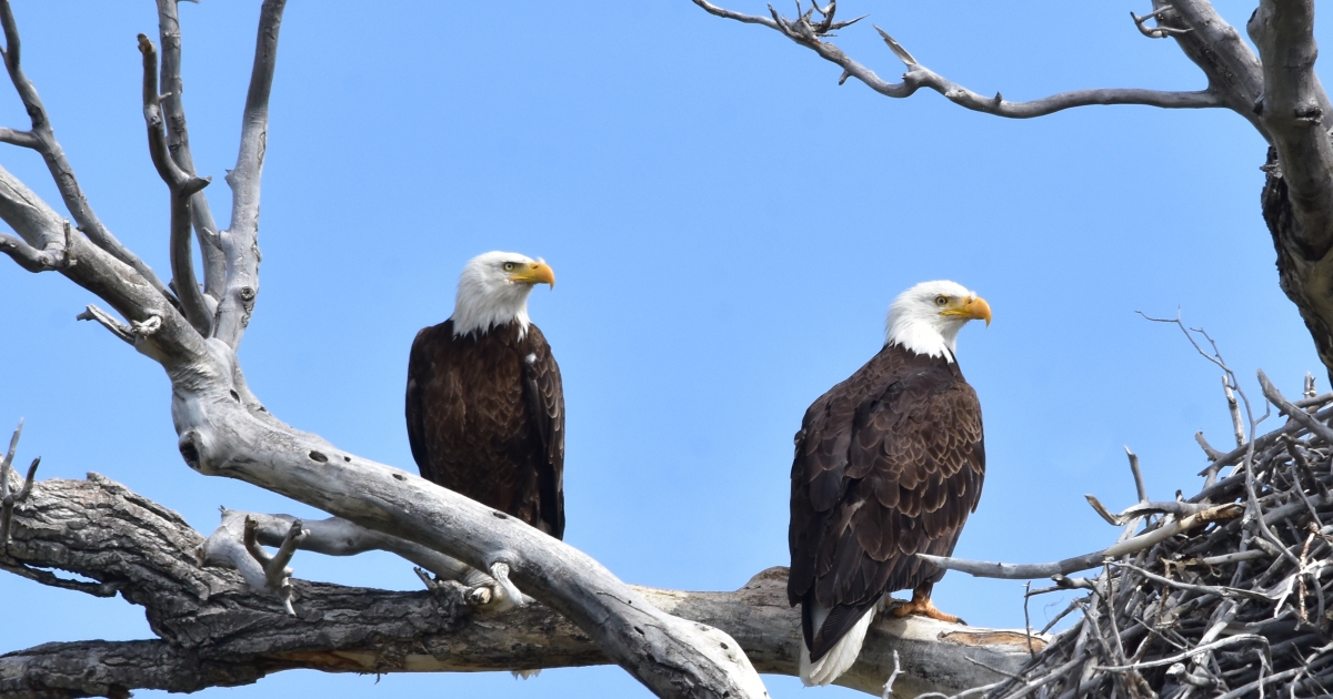 Bald Eagle (Haliaeetus leucocephalus) | U.S. Fish & Wildlife Service